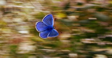 Holding On To The Pain Like A Butterfly Shabash Website Pakistan