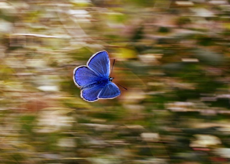 Holding On To The Pain Like A Butterfly Shabash Website Pakistan