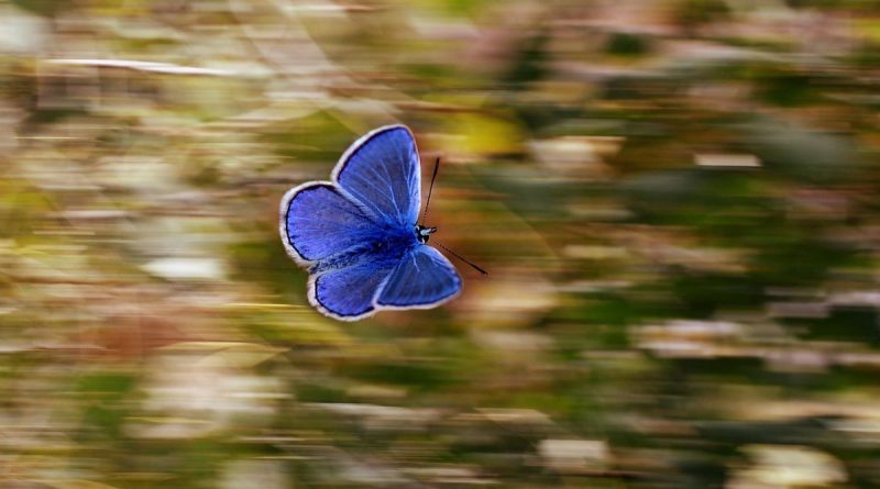 Holding On To The Pain Like A Butterfly Shabash Website Pakistan