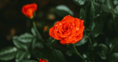 Qualities Of The New Generation Shabash Pakistan Blogs